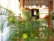 Imagine planta
