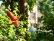 gradina 2