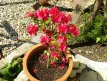 gradina 5