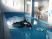 Piscina interioara 2